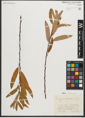 Foto von Salix triandra L.